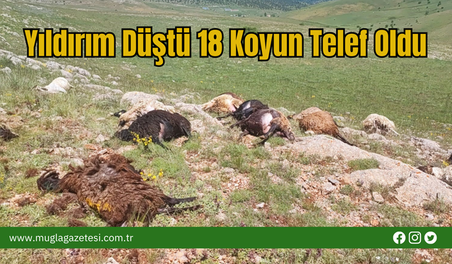 Yıldırım Düştü 18 Koyun Telef Oldu