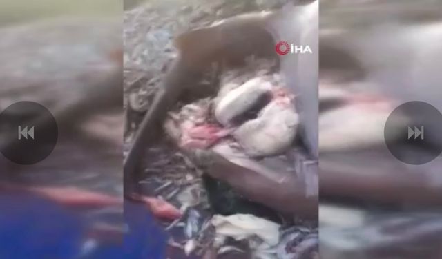 8 Köpek Balığı Ağlara Takıldı