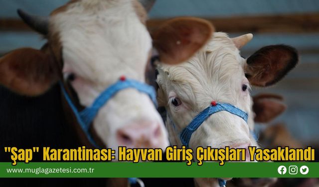 "Şap" Karantinası: Hayvan Giriş Çıkışları Yasaklandı