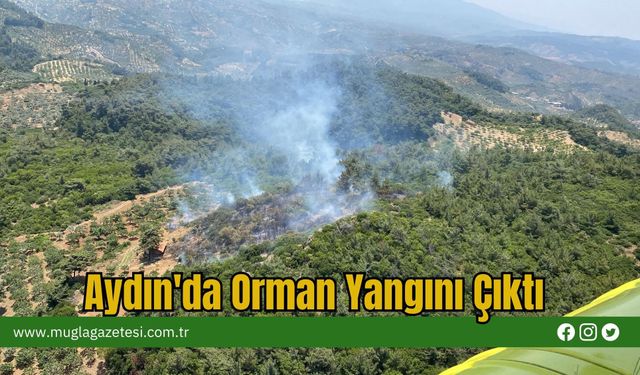 Aydın'da Orman Yangını Çıktı