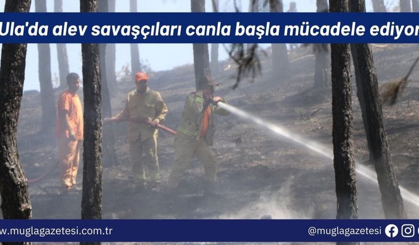 Ula'da alev savaşçıları canla başla mücadele ediyor