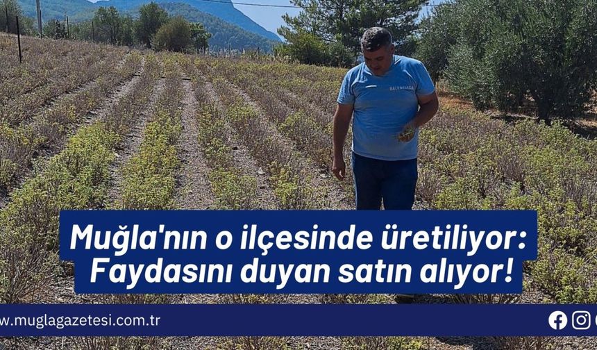 Muğla'nın o ilçesinde üretiliyor: Faydasını duyan satın alıyor!