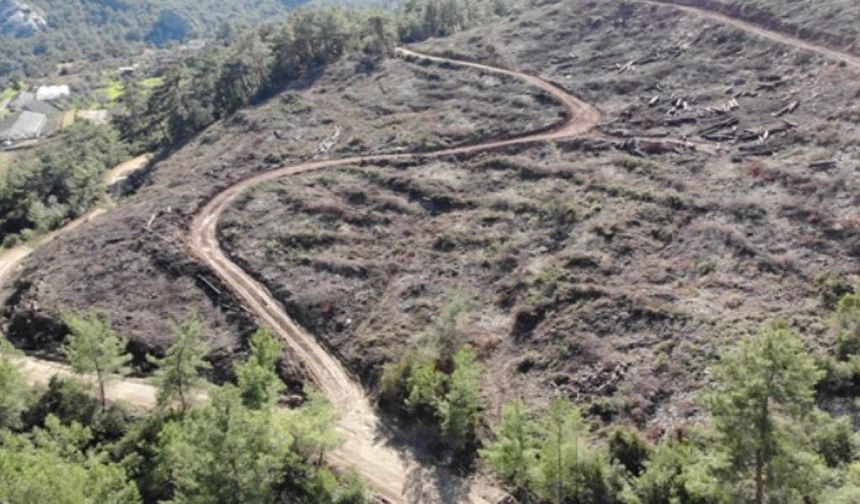 Orman Genel Müdürlüğünden Bodrum’da yanan alanlar hakkında açıklama