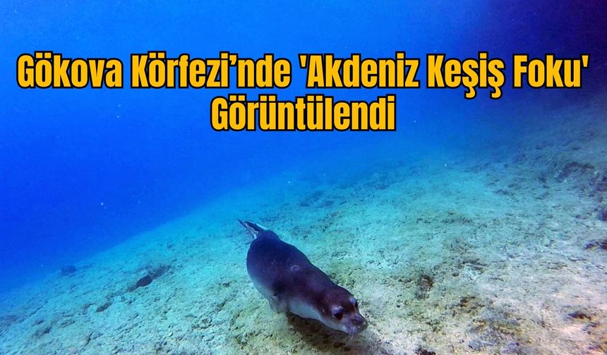 Gökova Körfezi’nde 'Akdeniz Keşiş Foku' Görüntülendi