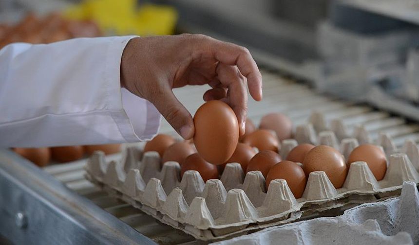 Yumurta Fiyatlarında Büyük Değişiklik