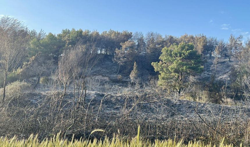 Seydikemer'de Alevlerle Mücadele: 20 Dönüm Orman Zarar Gördü