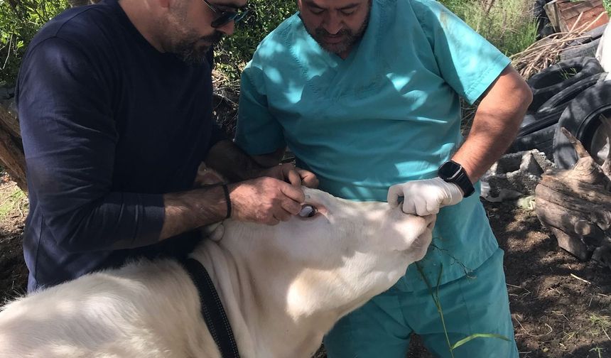 Ortaca’da Brucella Önlemi: Dişi Sığırlar Aşılandı