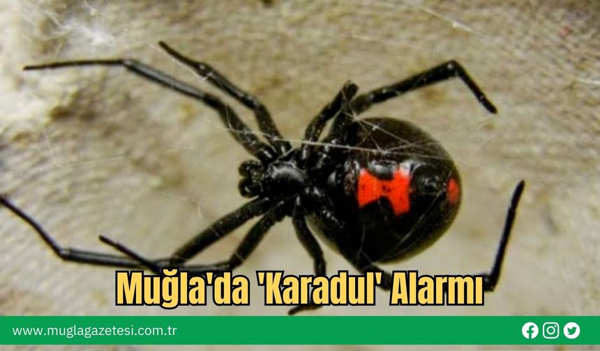 Muğla'da 'Karadul' Alarmı