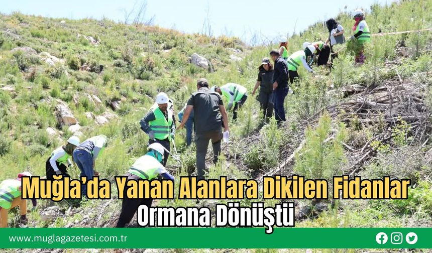 Muğla’da Yanan Alanlara Dikilen Fidanlar Ormana Dönüştü