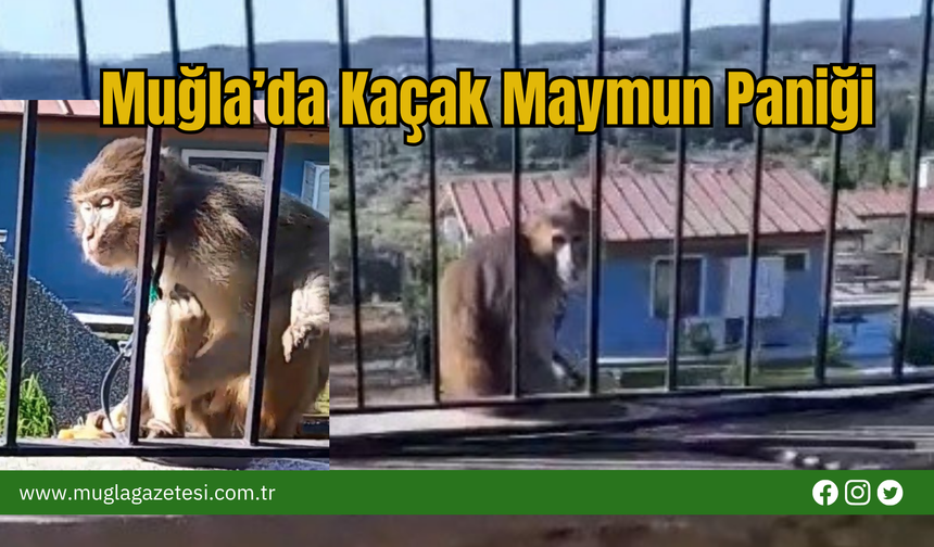 Muğla’da Kaçak Maymun Paniği
