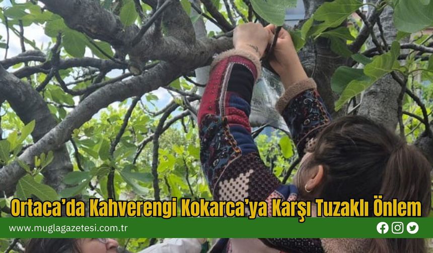 Ortaca’da Kahverengi Kokarca’ya Karşı Tuzaklı Önlem