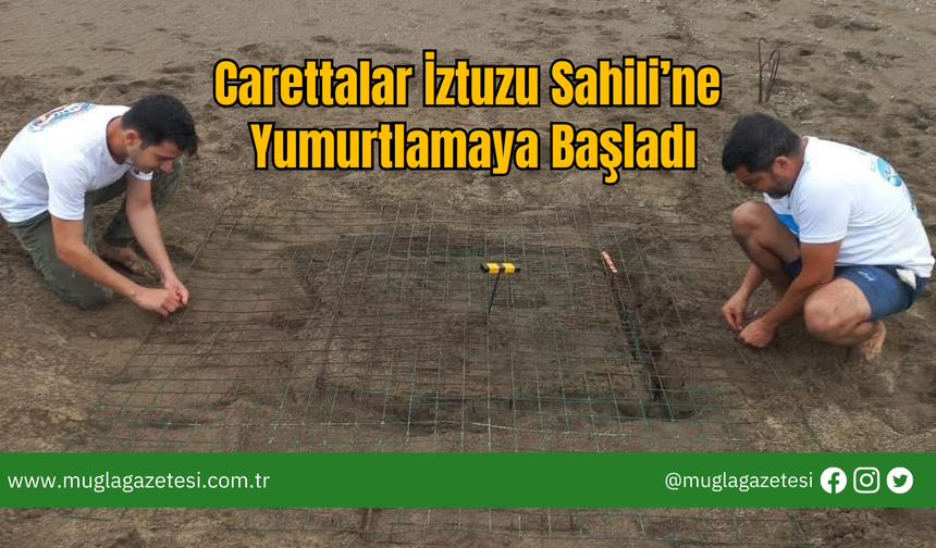 Carettalar İztuzu Sahili’ne Yumurtlamaya Başladı