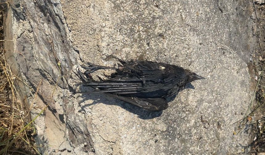 Bodrum’daki Yangının Nedeni Belli Oldu: Sebebi Karga Çarpması