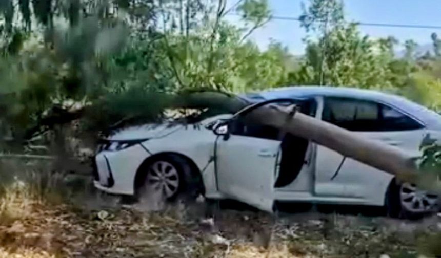 Muğla'da Radar Aracının Üzerine Okaliptüs Ağacı Devrildi