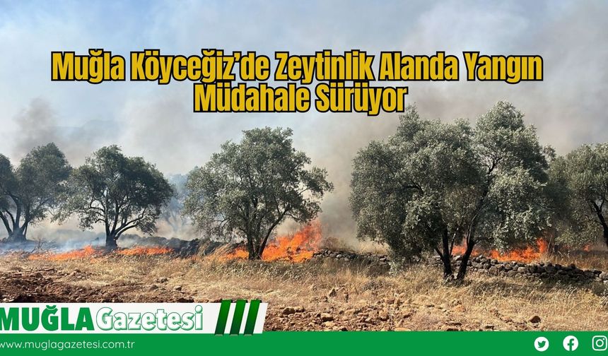 Muğla Köyceğiz’de Zeytinlik Alanda Yangın: Müdahale Sürüyor