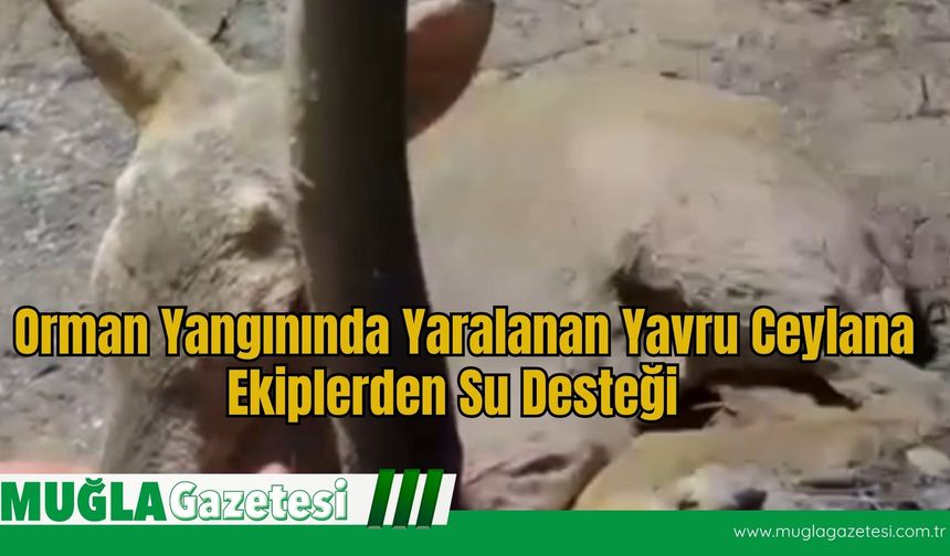 Orman Yangınında Yaralanan Yavru Ceylana Ekiplerden Su Desteği