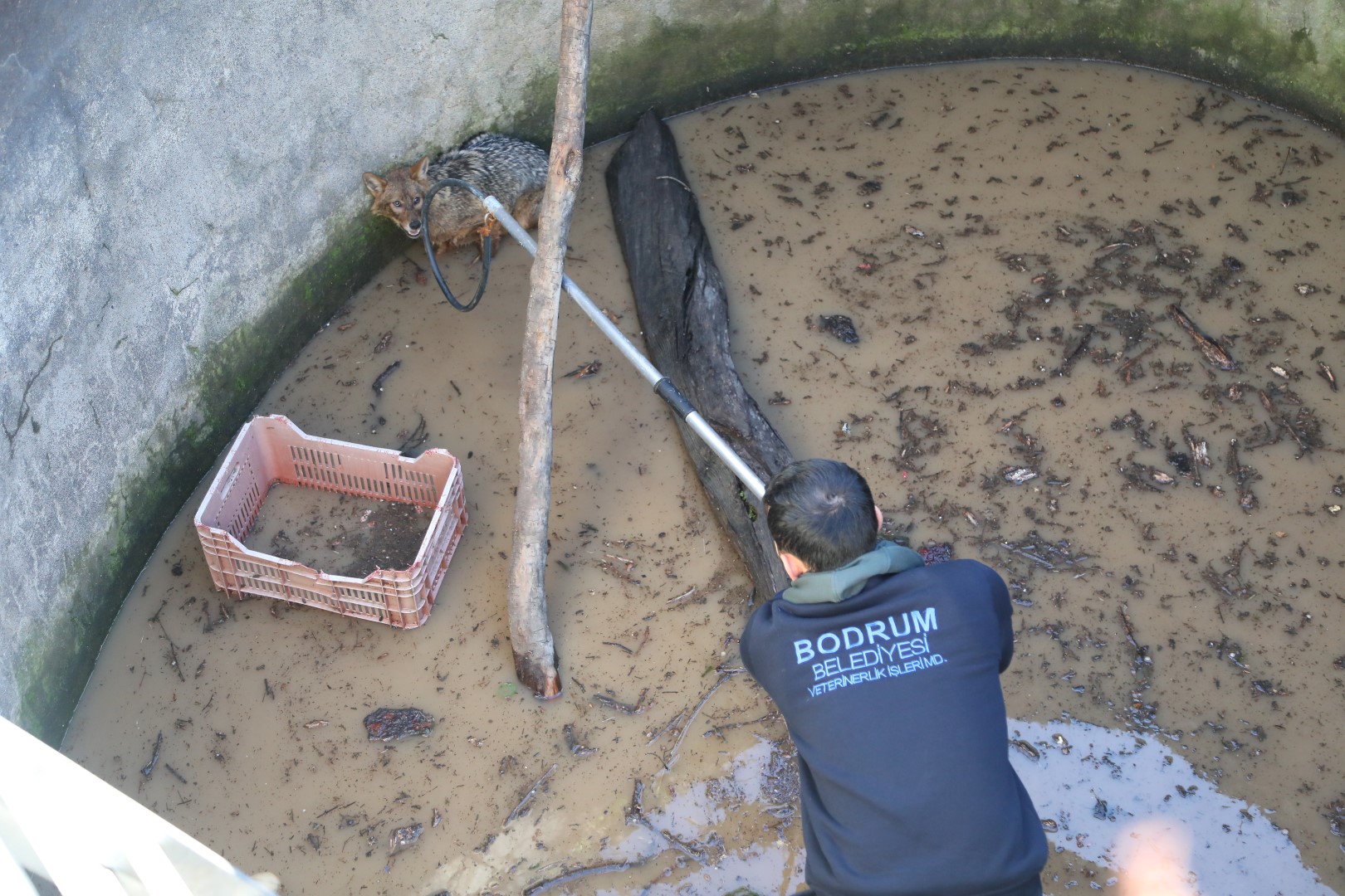 Bodrum Belediyesi Yer Sarnicina Düşen Tilki Belediye Ekiplerince Kurtarildi (2)